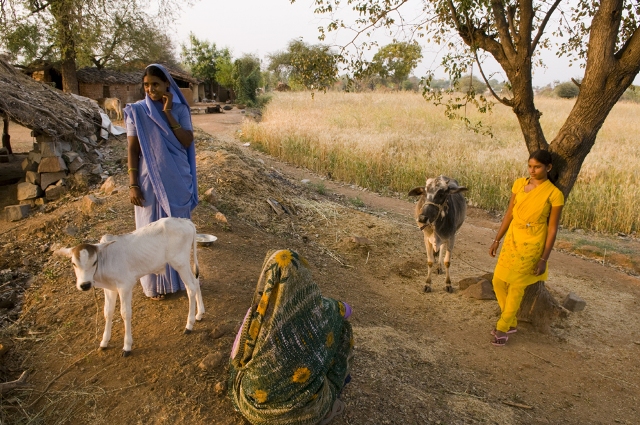 Nurturing cattle for domestic use and agriculture